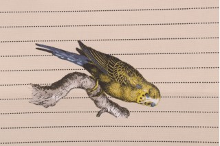 Richloom Parakeet Printed Polyester 21x12 Inch Pillow Square Outdoor Fabric in Yellow 