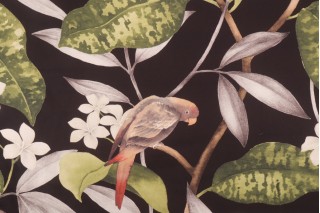 Covington Hello Polly Printed Cotton Twill Drapery Fabric in 99-Onyx