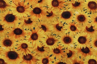 Timeless Treasures Packed Sunflowers Printed Cotton Craft Fabric in Sunflower 