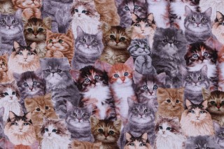 Timeless Treasures Quirky Cats - Packed Realistic Cats Printed Cotton Craft Fabric in Natural 