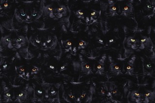 Fabrics Of SoHo Wicked - Wicked Black Cats Magic Printed Cotton Craft Fabric in Black for Timeless Treasures 