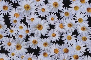 Fabrics Of SoHo Advice From A Sunflower - Blooming Packed Daisies Printed Cotton Craft Fabric in Black for Timeless Treasures 