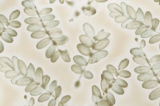 Waverly Dreamlike Printed Cotton Twill Drapery Fabric in Buttercream