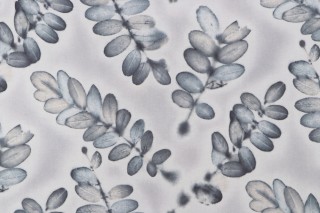 PK Lifestyles Dreamlike Printed Cotton Drapery Fabric in Stone 