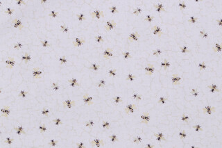 Timeless Treasures Home Sweet Home - Bees On Honeycombs Printed Cotton Craft Fabric in Ecru