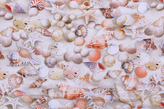 Timeless Treasures Beach Comber - Beachcomber Shells Printed Cotton Craft Fabric in Multi