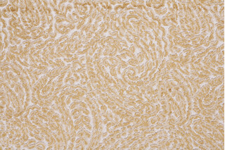 Hamilton Lillian Velvet Upholstery Fabric in Gold 