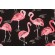 Tempo Terrasol Flamingo Printed Polyester Outdoor Fabric in Black 