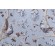 Kaufmann Belle Vie Printed Linen Drapery Fabric in Spa 