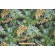 Mill Creek Sengala Printed Polyester Outdoor Fabric in Amazon