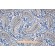 Premier Prints Shannon Printed Polyester Outdoor Fabric in Oxford/Cobalt