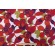 Robert Allen Abstract Flora Printed Drapery Fabric in Poppy 