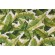 Richloom Balmoral Printed Polyester Outdoor Fabric in Palm