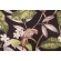 Covington Hello Polly Printed Cotton Twill Drapery Fabric in 99-Onyx