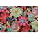PK Lifestyles Flower Child Printed Polyester Outdoor Fabric in Spectrum