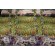 Click for Dona Gelsinger Fabrics Of SoHo Wine Country - Beautiful Vineyard Sunset 24'' Panel Printed Cotton Craft Fabric in Black for Timeless Treasures  Dona Gelsinger Fabrics Of SoHo Wine Country - Beautiful Vineyard Sunset 24'' Panel Printed Cotton Craft Fabric in Black for Timeless Treasures