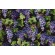 Dona Gelsinger Fabrics Of SoHo Wine Country - Grape Vines Printed Cotton Craft Fabric in Black for Timeless Treasures 