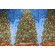 Click for Timeless Treasures Christmas Magic - Fancy Christmas Tree 24'' Panel Printed Cotton Craft Fabric in Multi  Timeless Treasures Christmas Magic - Fancy Christmas Tree 24'' Panel Printed Cotton Craft Fabric in Multi