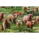 Timeless Treasures Rolling Hills - Highlands Cows Printed Cotton Craft Fabric in Multi 