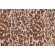 Covington Cheetah Embroidered Drapery Fabric in 613-Safari