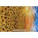 Timeless Treasures Sunflower Sunset Panel Printed Cotton Craft Fabric in Sunset