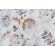 Click for 5 Yards Kelly Ripa Home Light-Hearted Printed Cotton Drapery Fabric in Spa Kelly Ripa Home Light-Hearted Printed Cotton Drapery Fabric in Spa