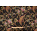 Tempo Phoenix Tapestry Upholstery Fabric in Onyx