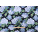 Magnolia Home Summerwind Printed Cotton Drapery Fabric in Navy
