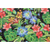 Belize Printed Polyester Outdoor Fabric in Black