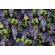 Dona Gelsinger Fabrics Of SoHo Wine Country - Grape Vines Printed Cotton Craft Fabric in Black for Timeless Treasures