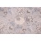 Waverly Hazel Printed Cotton Blend Drapery Fabric in Chambray