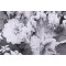 Kaufmann Chateau Garden Printed Cotton Drapery Fabric in Platinum