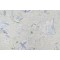PK Lifestyles Sadie Printed Cotton Drapery Fabric in Greenery 