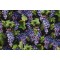 Dona Gelsinger Fabrics Of SoHo Wine Country - Grape Vines Printed Cotton Craft Fabric in Black for Timeless Treasures 