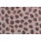 De Leo Textiles Mikado Printed Drapery Fabric in Dusty Rose 
