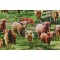 Timeless Treasures Rolling Hills - Highlands Cows Printed Cotton Craft Fabric in Multi 