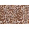 Covington Cheetah Embroidered Drapery Fabric in 613-Safari