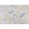 Anna French Rittenhouse F94146 Printed Cotton Blend Drapery Fabric in Blue and Tan for Thibaut