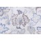 Braemore Renato/Cir Printed Linen Blend Drapery Fabric in Blueberry