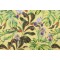 Terrasol - Kaui Printed Acrylic Outdoor Fabric in Pineapple