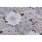 Magnolia Home Vincent Printed Cotton Drapery Fabric in Blossom 