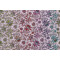 Tula Pink ROAR! Collection Wild Vine Printed Cotton Craft Fabric in Blush for Free Spirit