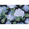 Magnolia Home Summerwind Printed Cotton Drapery Fabric in Navy
