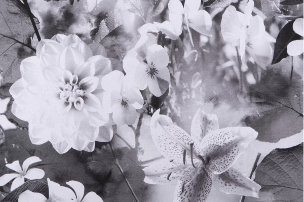 P Kaufmann Chateau Garden Printed Cotton Drapery Fabric in Platinum 