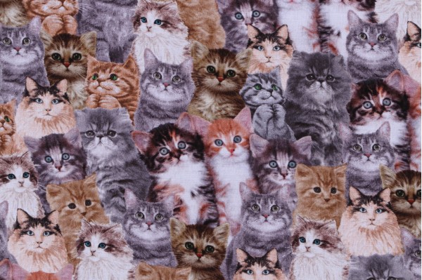 Timeless Treasures Quirky Cats - Packed Realistic Cats Printed Cotton Craft Fabric in Natural 