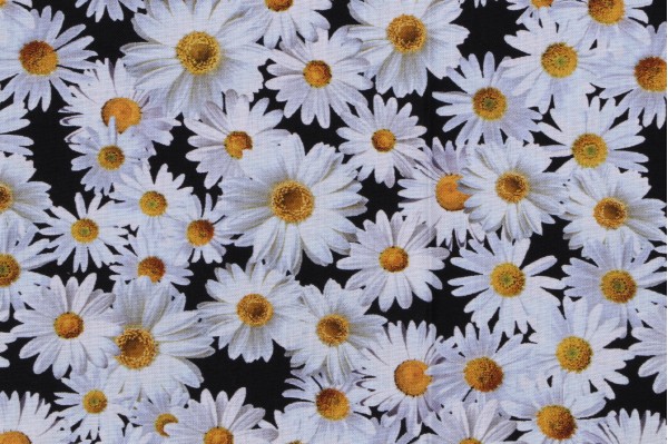Fabrics Of SoHo Advice From A Sunflower - Blooming Packed Daisies Printed Cotton Craft Fabric in Black for Timeless Treasures 