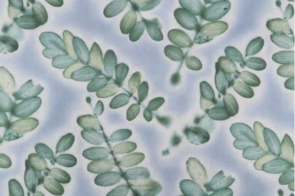 Sample of Waverly Dreamlike Printed Cotton Twill Drapery Fabric in Cloverleaf 