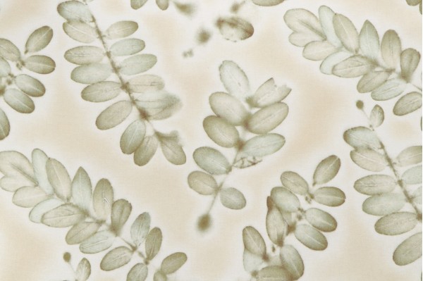 Waverly Dreamlike Printed Cotton Twill Drapery Fabric in Buttercream