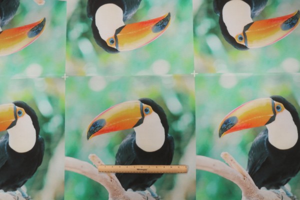 Click for Toucan Printed Polyester 18x18 Inch Pillow Square Outdoor Fabric in Multi  Toucan Printed Polyester 18x18 Inch Pillow Square Outdoor Fabric in Multi