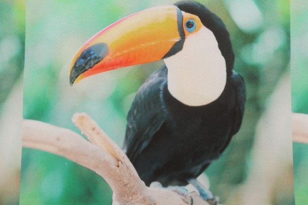 Click for Toucan Printed Polyester 18x18 Inch Pillow Square Outdoor Fabric in Multi  Toucan Printed Polyester 18x18 Inch Pillow Square Outdoor Fabric in Multi